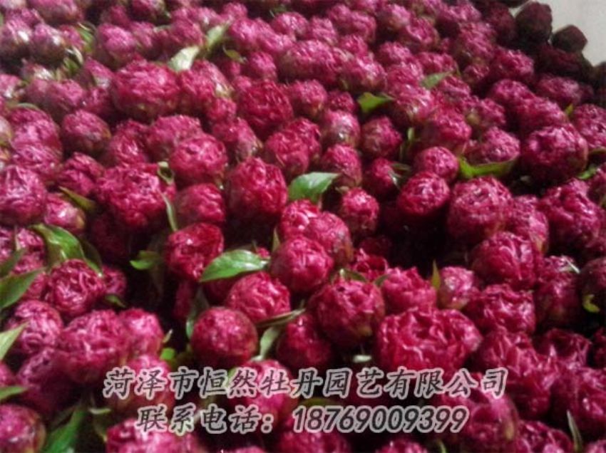 點(diǎn)擊查看詳細(xì)信息<br>標(biāo)題：芍藥切花 閱讀次數(shù)：2015