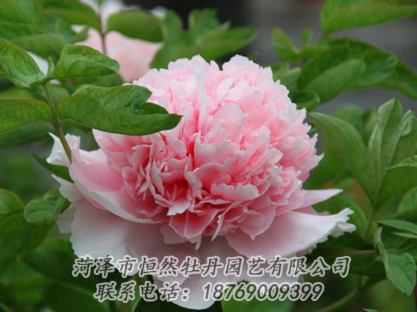 點(diǎn)擊查看詳細(xì)信息<br>標(biāo)題：粉色牡丹 閱讀次數(shù)：1925