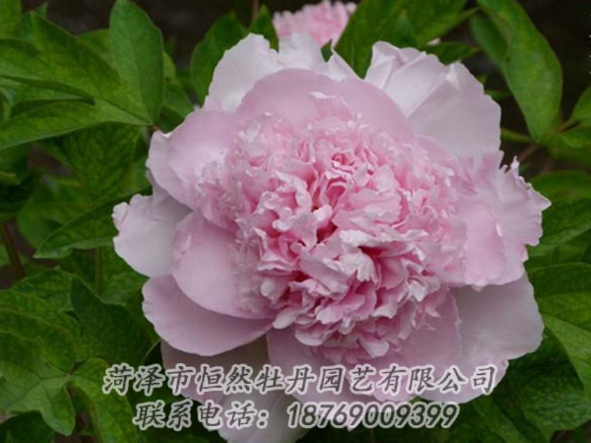 點(diǎn)擊查看詳細(xì)信息<br>標(biāo)題：粉色牡丹 閱讀次數(shù)：2035