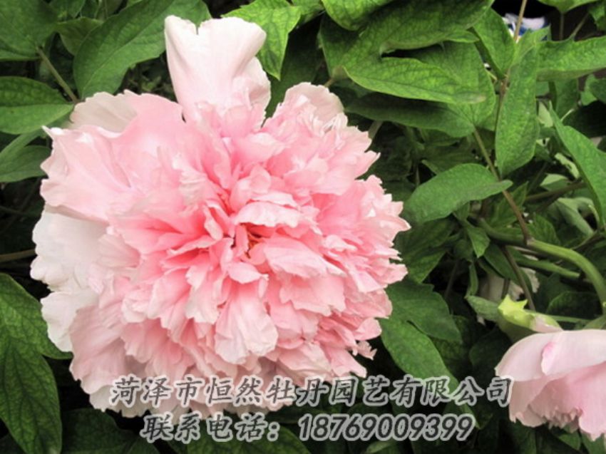 點(diǎn)擊查看詳細(xì)信息<br>標(biāo)題：粉色牡丹 閱讀次數(shù)：1871