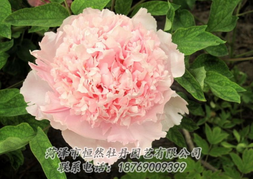 點(diǎn)擊查看詳細(xì)信息<br>標(biāo)題：粉色牡丹 閱讀次數(shù)：1977