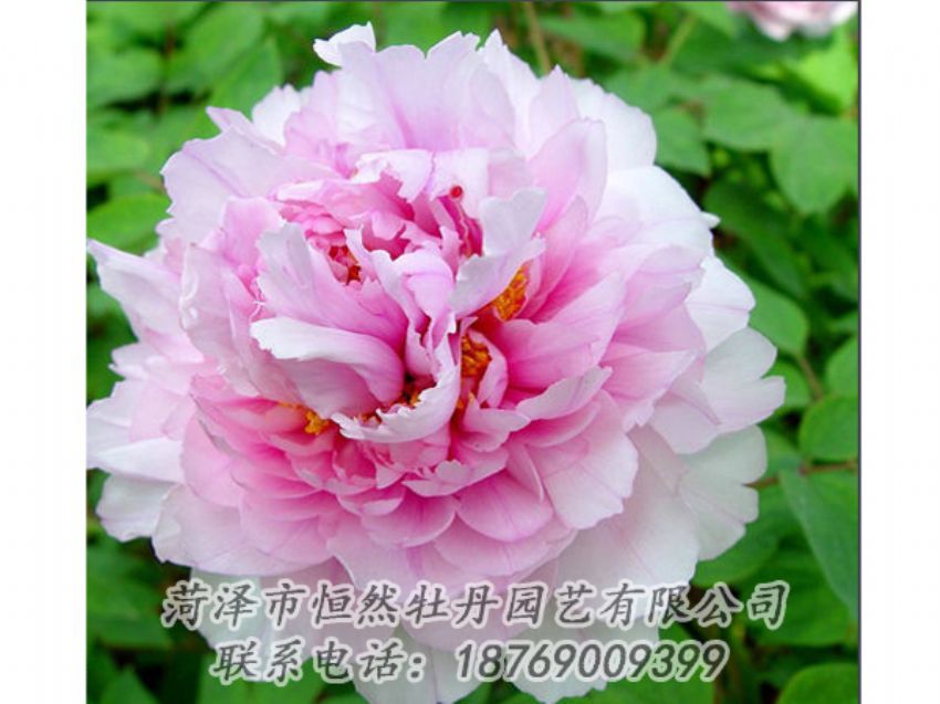 點(diǎn)擊查看詳細(xì)信息<br>標(biāo)題：粉色牡丹 閱讀次數(shù)：2003