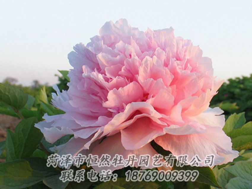 點(diǎn)擊查看詳細(xì)信息<br>標(biāo)題：粉色牡丹 閱讀次數(shù)：2075