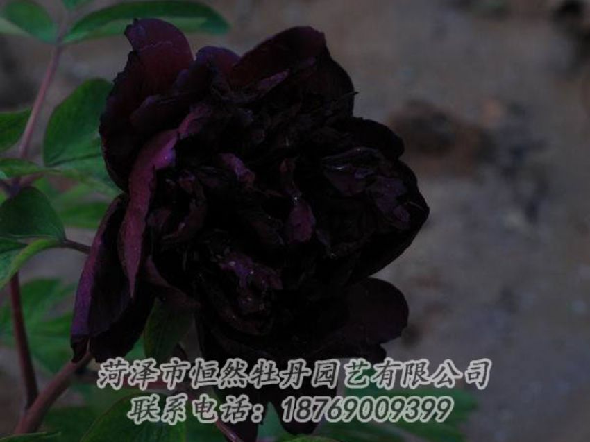 點(diǎn)擊查看詳細(xì)信息<br>標(biāo)題：黑色牡丹 閱讀次數(shù)：2014