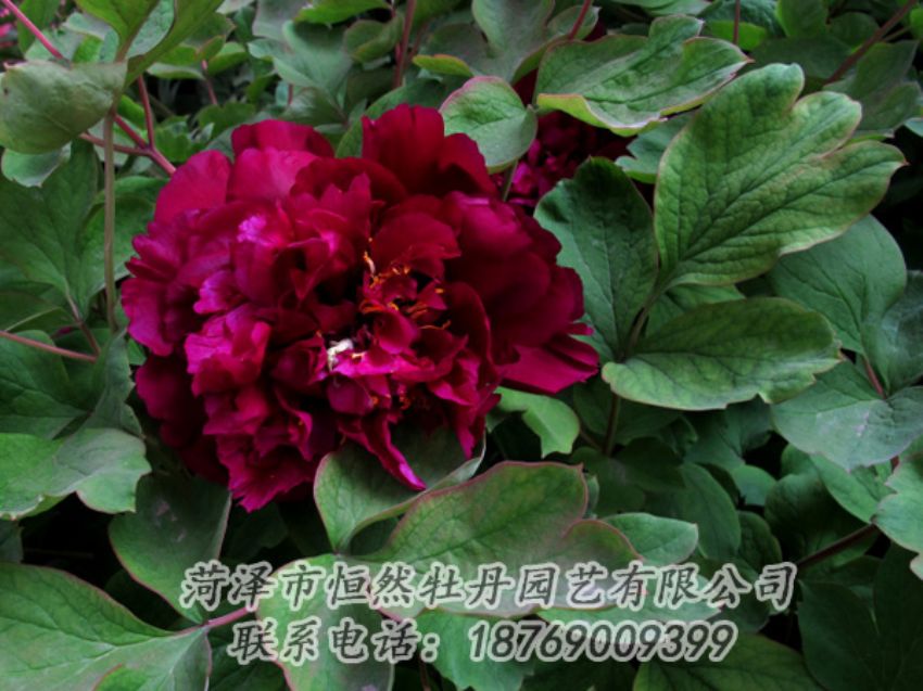 點(diǎn)擊查看詳細(xì)信息<br>標(biāo)題：黑色牡丹 閱讀次數(shù)：2039