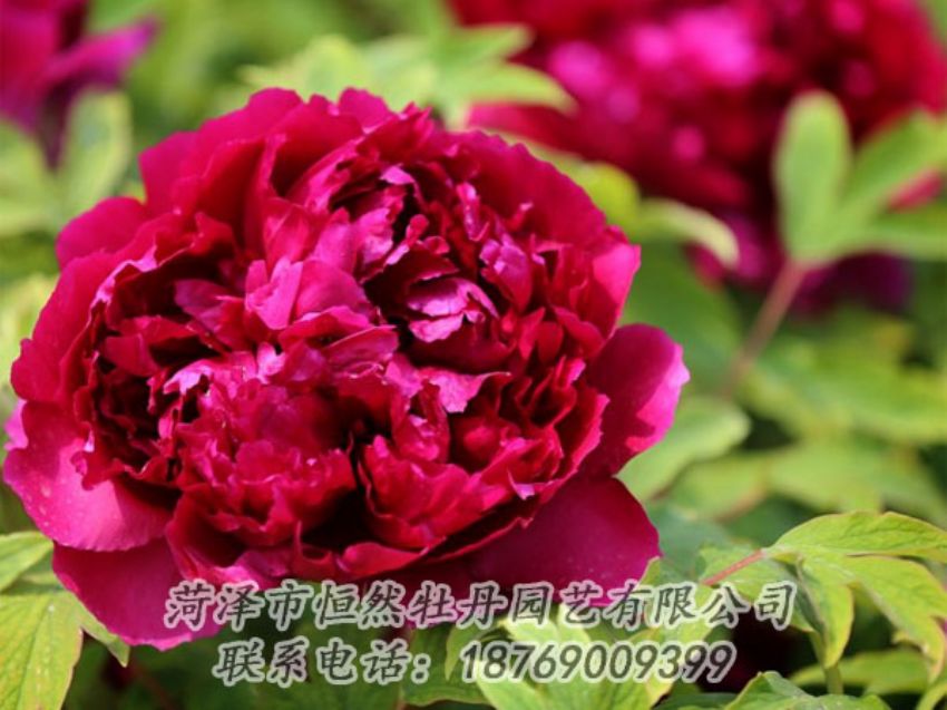 點(diǎn)擊查看詳細(xì)信息<br>標(biāo)題：黑色牡丹 閱讀次數(shù)：1952