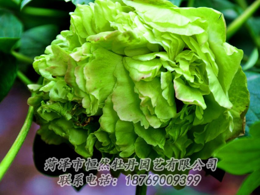 點(diǎn)擊查看詳細(xì)信息<br>標(biāo)題：綠色牡丹 閱讀次數(shù)：1982