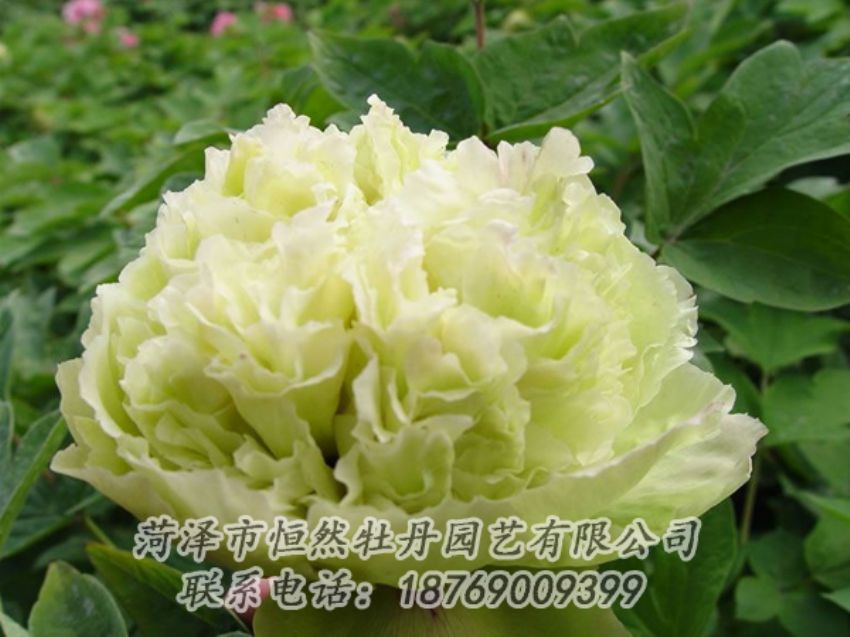 點(diǎn)擊查看詳細(xì)信息<br>標(biāo)題：綠色牡丹 閱讀次數(shù)：1923