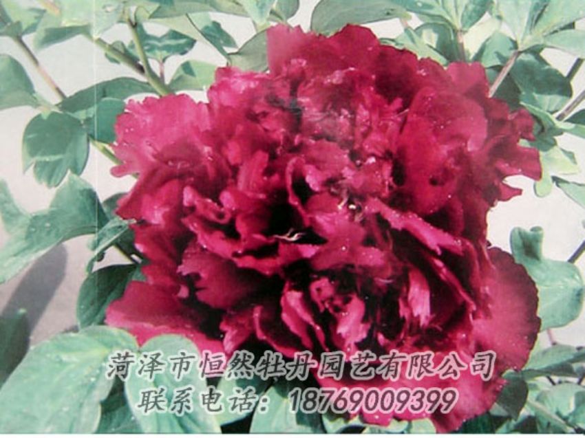 點(diǎn)擊查看詳細(xì)信息<br>標(biāo)題：黑色牡丹 閱讀次數(shù)：2045