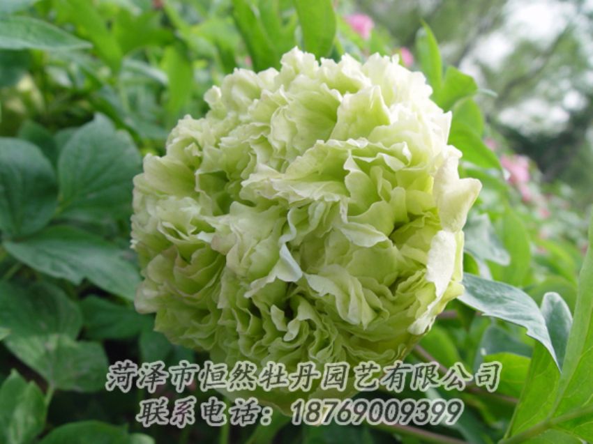 點(diǎn)擊查看詳細(xì)信息<br>標(biāo)題：綠色牡丹 閱讀次數(shù)：2012