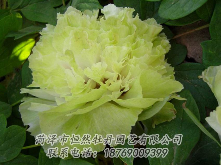 點(diǎn)擊查看詳細(xì)信息<br>標(biāo)題：綠色牡丹 閱讀次數(shù)：2074