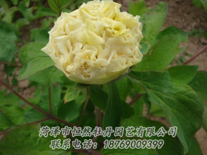 點(diǎn)擊查看詳細(xì)信息<br>標(biāo)題：黃色牡丹 閱讀次數(shù)：2001