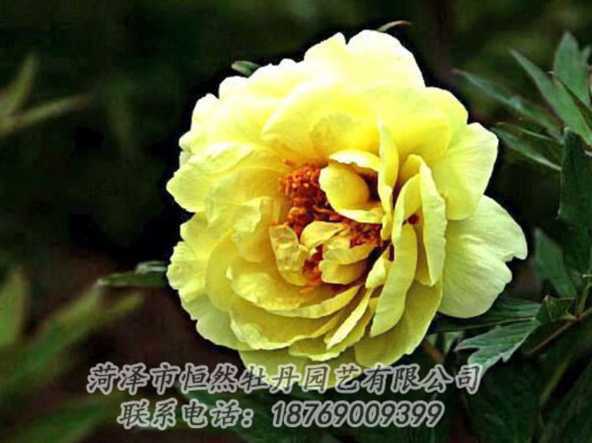 點(diǎn)擊查看詳細(xì)信息<br>標(biāo)題：黃色牡丹 閱讀次數(shù)：1904