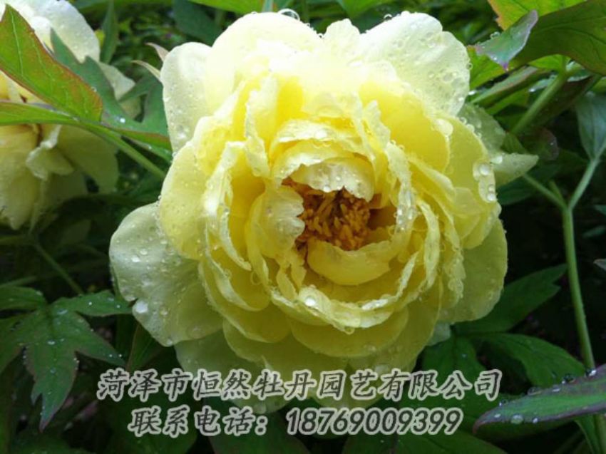 點(diǎn)擊查看詳細(xì)信息<br>標(biāo)題：黃色牡丹 閱讀次數(shù)：1886