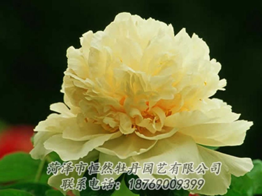 點(diǎn)擊查看詳細(xì)信息<br>標(biāo)題：黃色牡丹 閱讀次數(shù)：1943