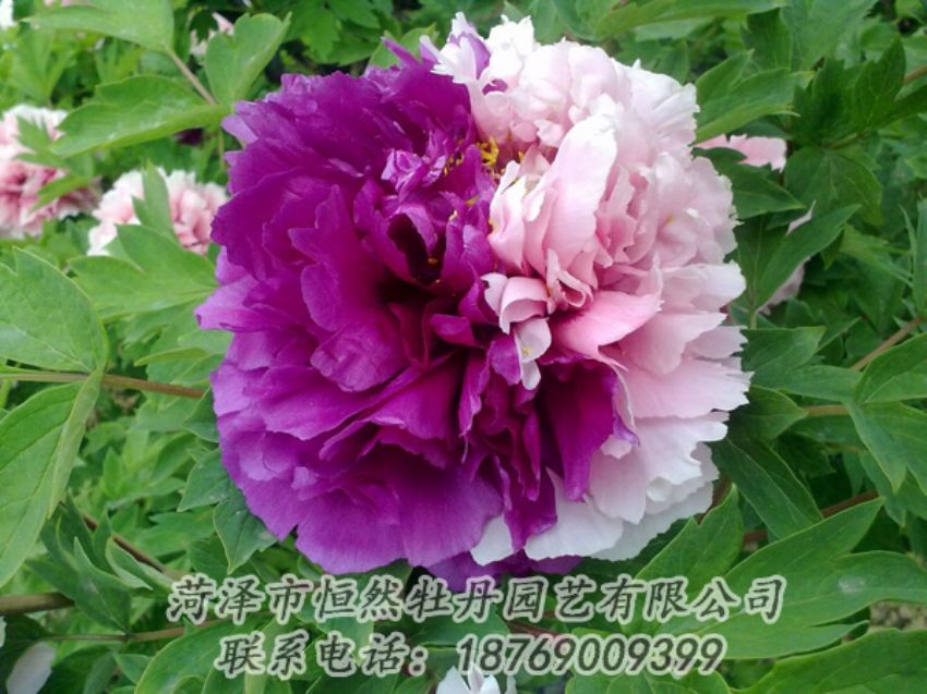 點(diǎn)擊查看詳細(xì)信息<br>標(biāo)題：復(fù)色牡丹 閱讀次數(shù)：2046