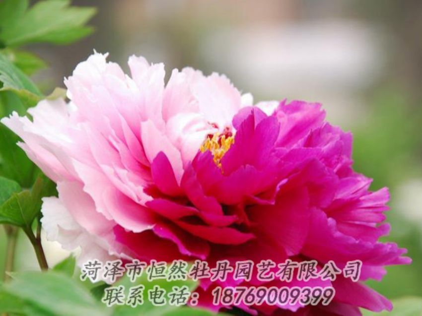 點(diǎn)擊查看詳細(xì)信息<br>標(biāo)題：花二喬 閱讀次數(shù)：2016