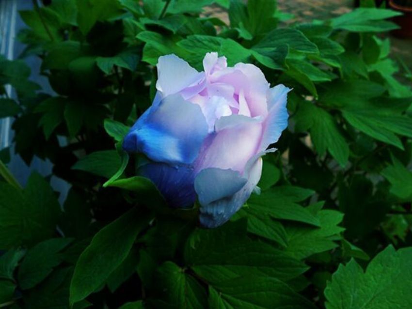 點(diǎn)擊查看詳細(xì)信息<br>標(biāo)題：藍(lán)花魁 閱讀次數(shù)：2242