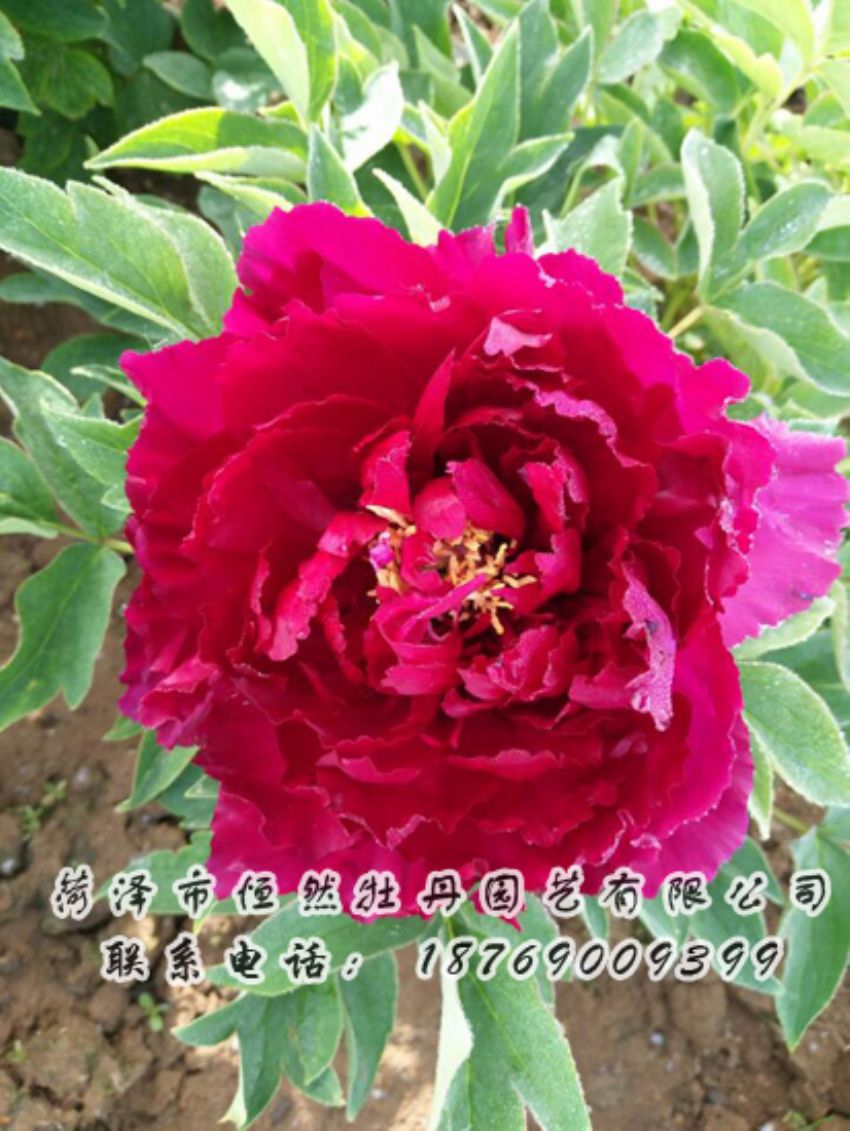 點(diǎn)擊查看詳細(xì)信息<br>標(biāo)題：紅色牡丹 閱讀次數(shù)：1899