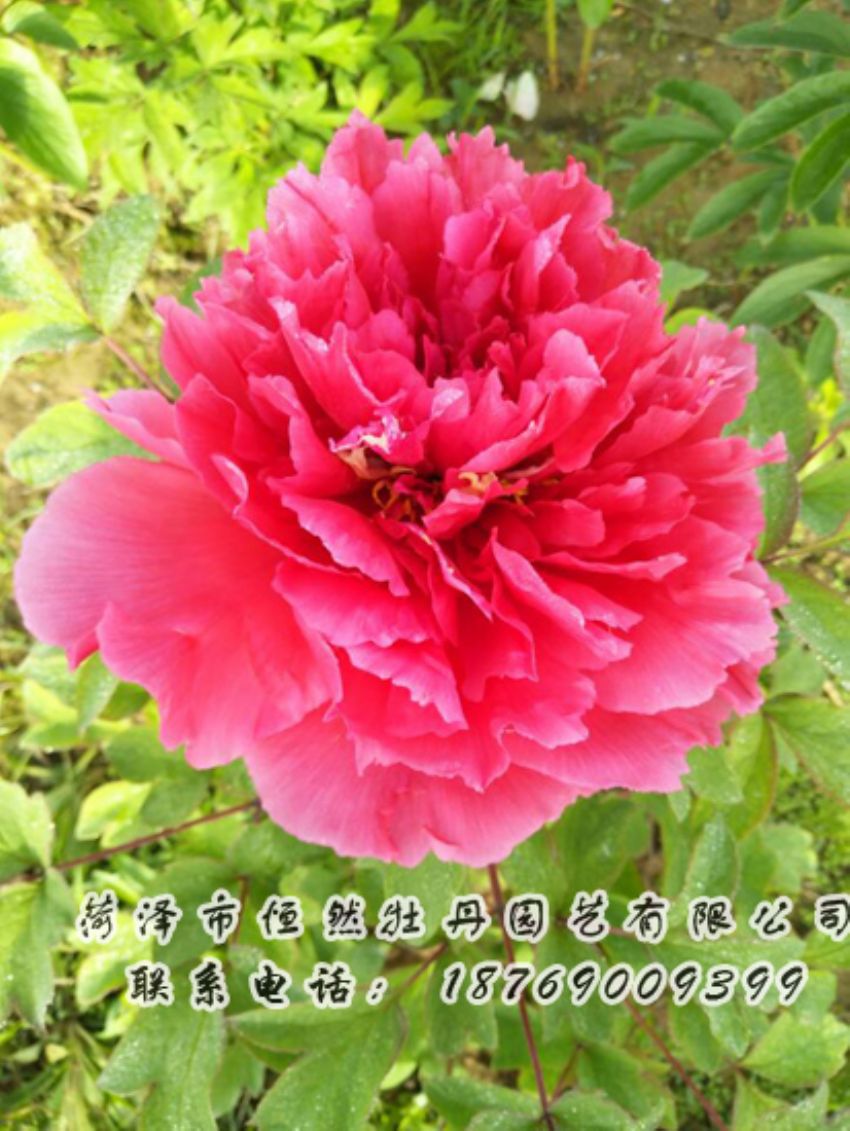 點(diǎn)擊查看詳細(xì)信息<br>標(biāo)題：紅色牡丹 閱讀次數(shù)：1942