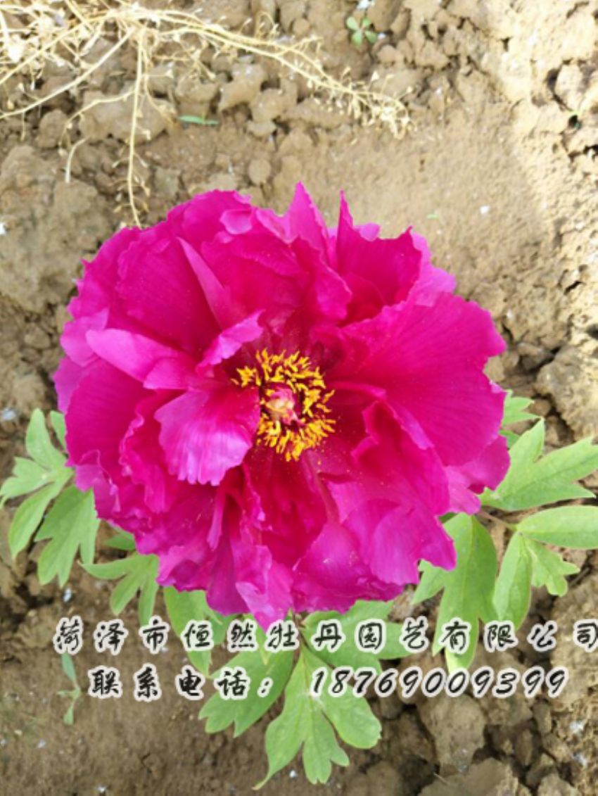 點(diǎn)擊查看詳細(xì)信息<br>標(biāo)題：紅色牡丹 閱讀次數(shù)：1996