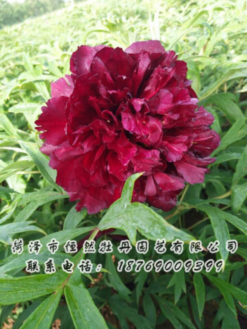 點(diǎn)擊查看詳細(xì)信息<br>標(biāo)題：黑色牡丹 閱讀次數(shù)：1976