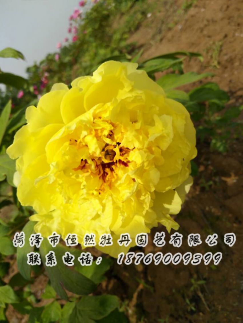 點(diǎn)擊查看詳細(xì)信息<br>標(biāo)題：黃色牡丹 閱讀次數(shù)：1981