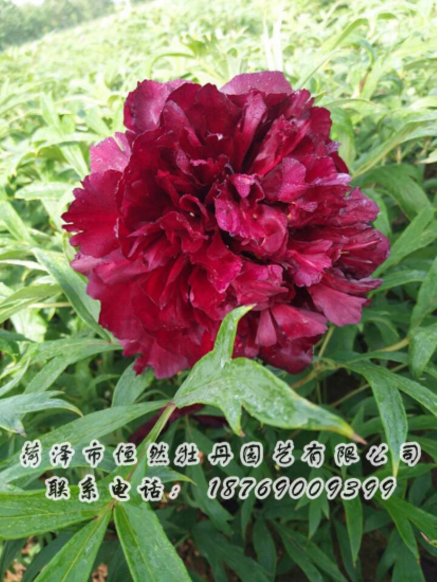 點(diǎn)擊查看詳細(xì)信息<br>標(biāo)題：黑色牡丹 閱讀次數(shù)：1859