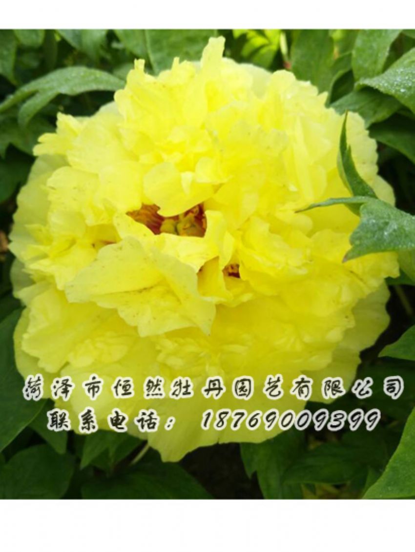 點(diǎn)擊查看詳細(xì)信息<br>標(biāo)題：黃色牡丹 閱讀次數(shù)：2055