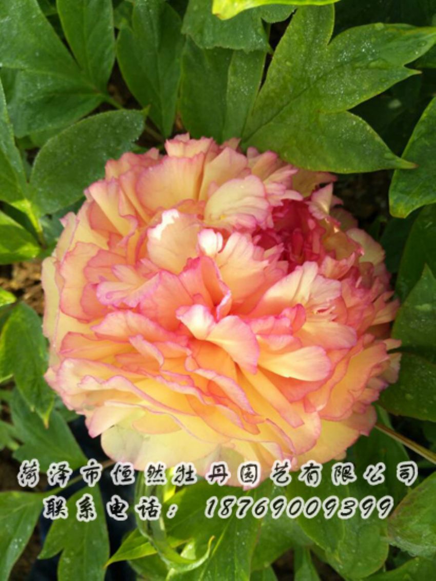 點(diǎn)擊查看詳細(xì)信息<br>標(biāo)題：復(fù)色系 閱讀次數(shù)：1875