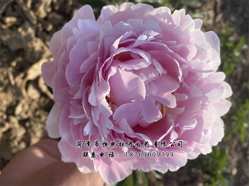 點(diǎn)擊查看詳細(xì)信息<br>標(biāo)題：進(jìn)口芍藥 閱讀次數(shù)：398