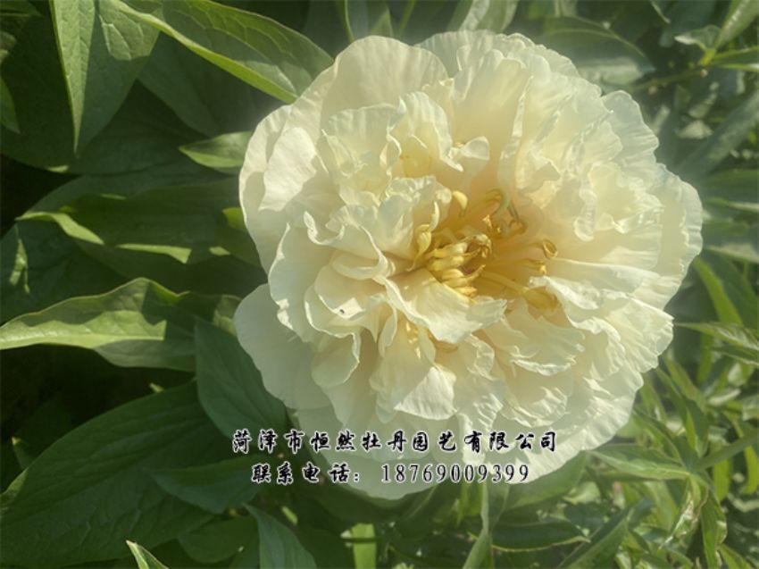 點(diǎn)擊查看詳細(xì)信息<br>標(biāo)題：進(jìn)口芍藥 閱讀次數(shù)：432