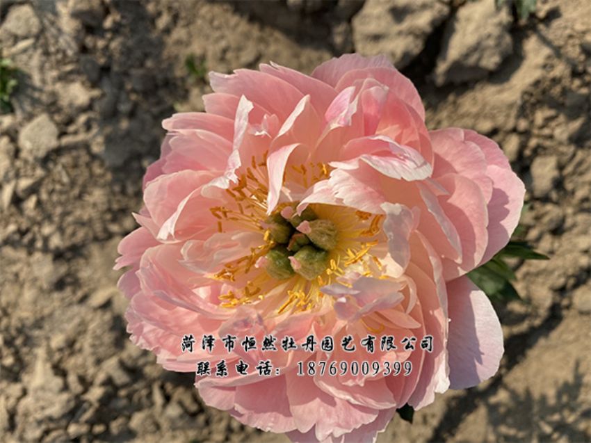 點(diǎn)擊查看詳細(xì)信息<br>標(biāo)題：進(jìn)口芍藥 閱讀次數(shù)：424