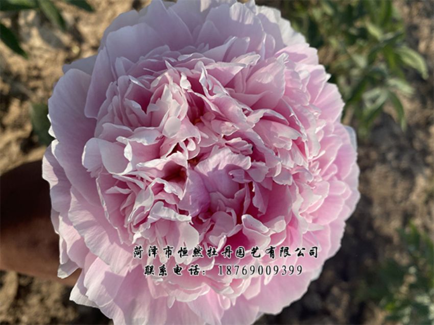 點(diǎn)擊查看詳細(xì)信息<br>標(biāo)題：進(jìn)口芍藥 閱讀次數(shù)：420