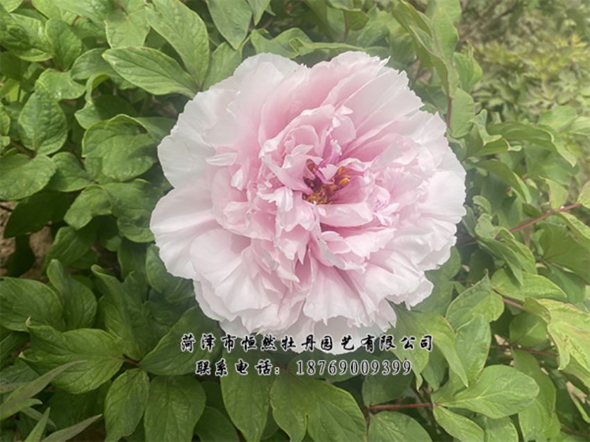 點(diǎn)擊查看詳細(xì)信息<br>標(biāo)題：進(jìn)口芍藥 閱讀次數(shù)：402