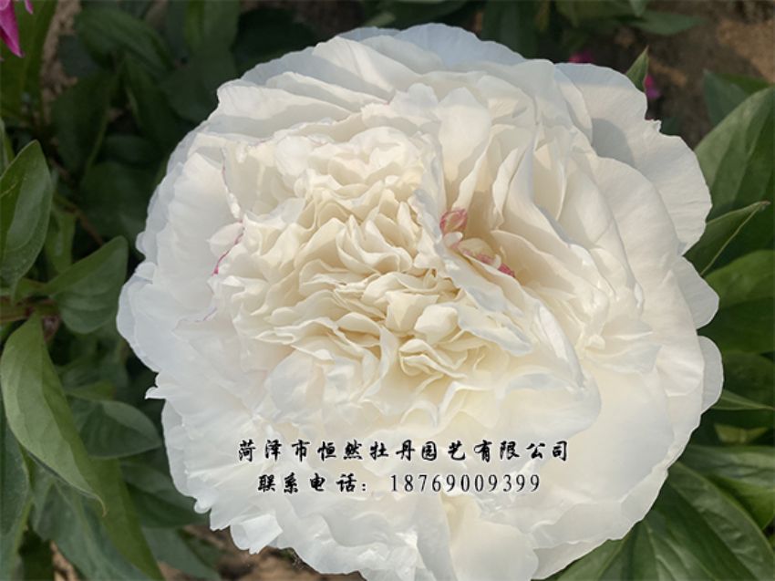 點(diǎn)擊查看詳細(xì)信息<br>標(biāo)題：進(jìn)口芍藥 閱讀次數(shù)：434
