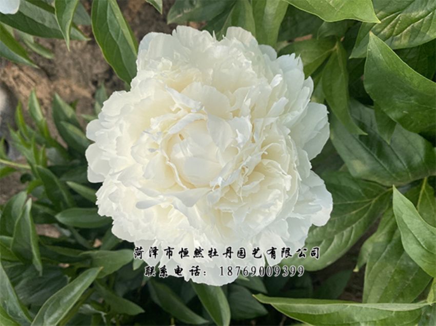 點(diǎn)擊查看詳細(xì)信息<br>標(biāo)題：進(jìn)口芍藥 閱讀次數(shù)：415