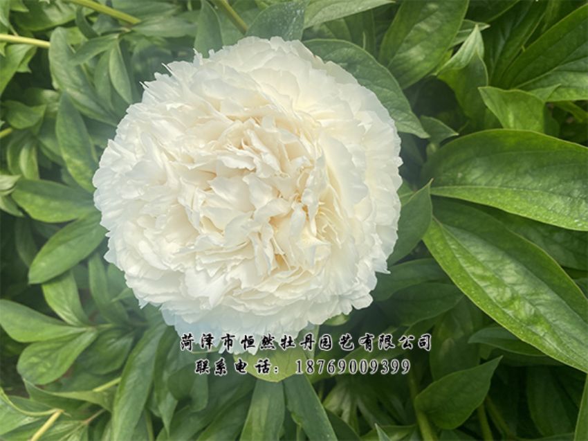 點(diǎn)擊查看詳細(xì)信息<br>標(biāo)題：進(jìn)口芍藥 閱讀次數(shù)：425