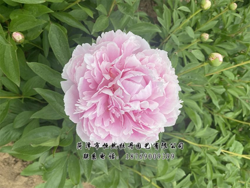 點(diǎn)擊查看詳細(xì)信息<br>標(biāo)題：進(jìn)口芍藥 閱讀次數(shù)：416