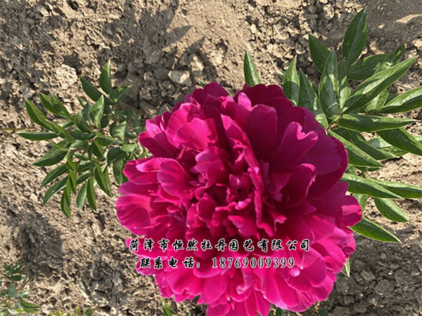 點(diǎn)擊查看詳細(xì)信息<br>標(biāo)題：進(jìn)口芍藥 閱讀次數(shù)：403