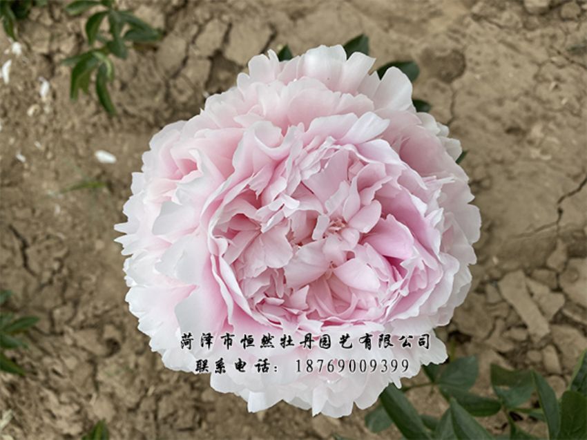 點(diǎn)擊查看詳細(xì)信息<br>標(biāo)題：進(jìn)口芍藥 閱讀次數(shù)：405