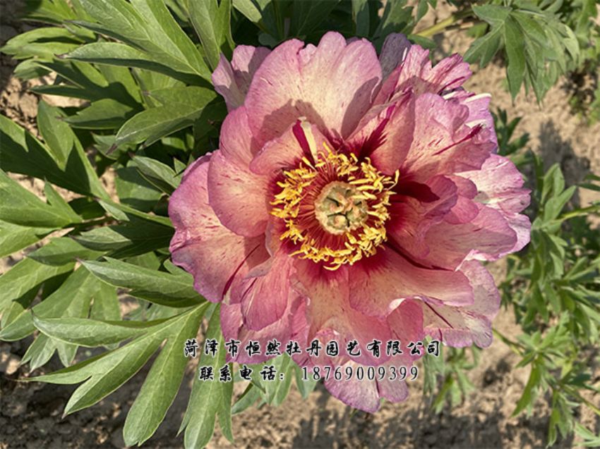 點(diǎn)擊查看詳細(xì)信息<br>標(biāo)題：進(jìn)口芍藥 閱讀次數(shù)：425