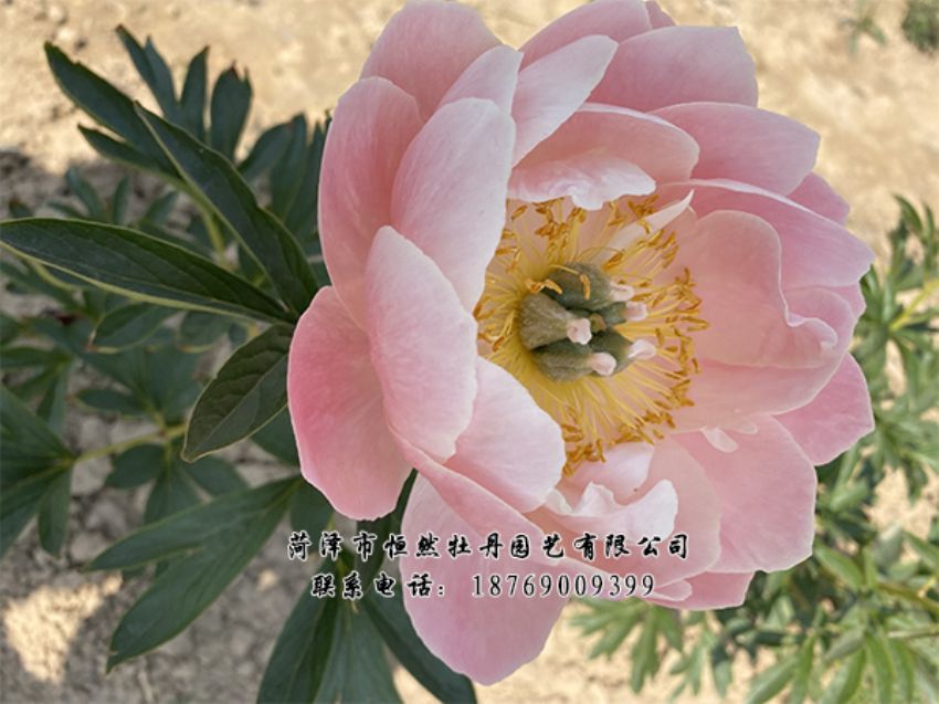 點(diǎn)擊查看詳細(xì)信息<br>標(biāo)題：進(jìn)口芍藥 閱讀次數(shù)：411