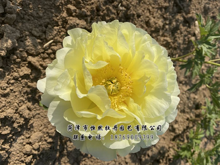 點(diǎn)擊查看詳細(xì)信息<br>標(biāo)題：進(jìn)口芍藥 閱讀次數(shù)：397