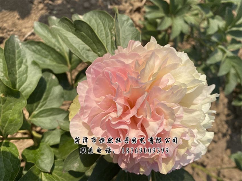 點(diǎn)擊查看詳細(xì)信息<br>標(biāo)題：進(jìn)口芍藥 閱讀次數(shù)：420